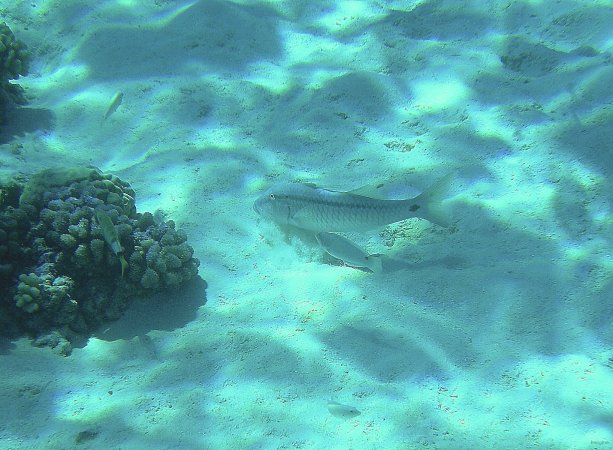 30- Poisson-chevre a bande noire 